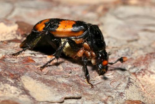 Réf. 188 534 : Nicrophorus sp.